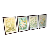 4 floral lithographs 1900