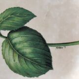 Lot of 6 plates décor hydrangea