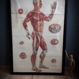 Anatomical poster