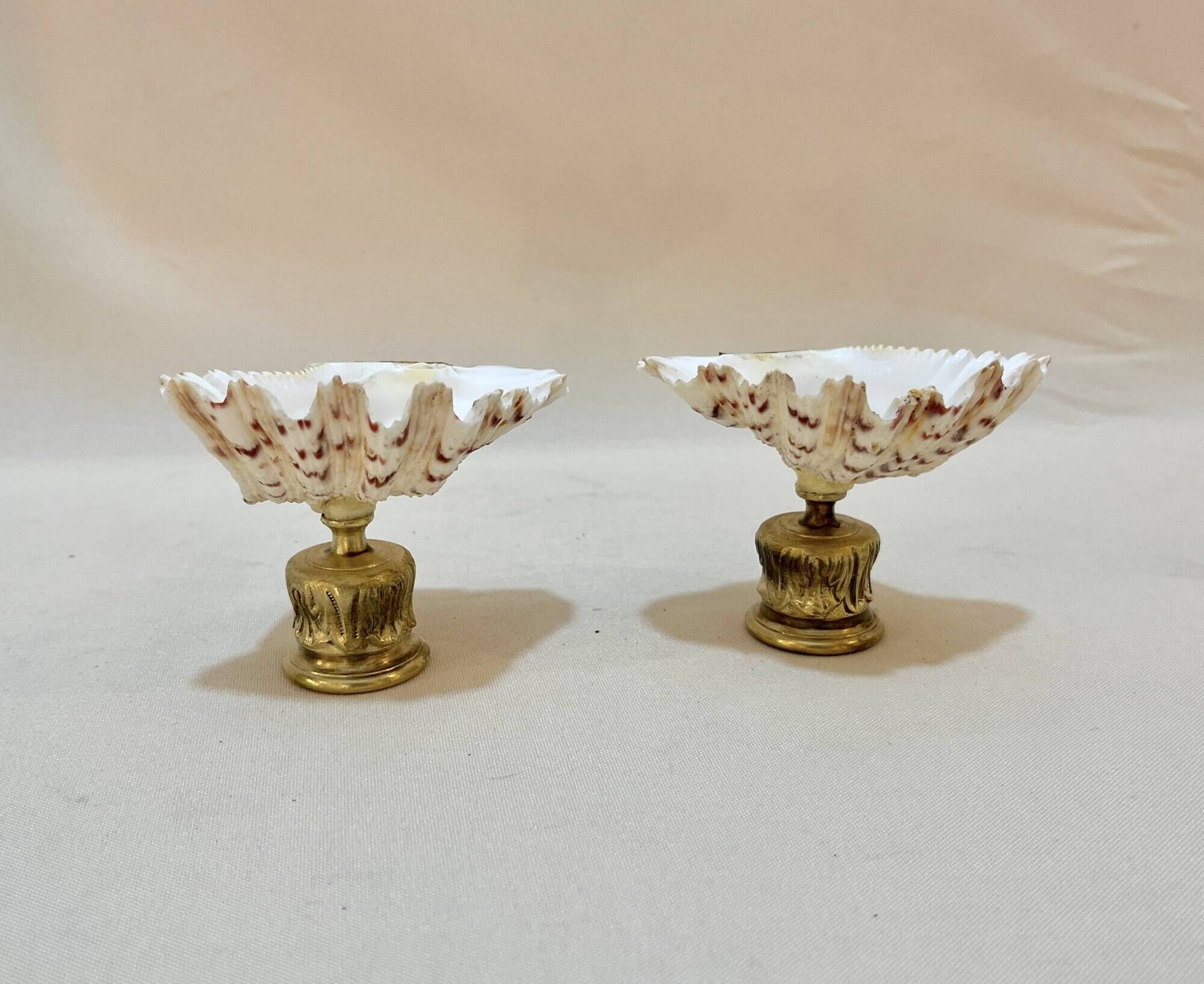 sel et poivre coquillage bénitier naturel bronze cabinet de curiosités salière poivrier coquetier