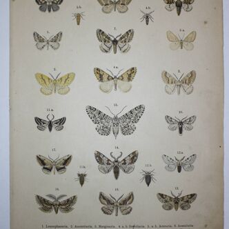 Gravure ancienne de Papillons - Lithographie de 1887 - Sambucaria - Illustration originale