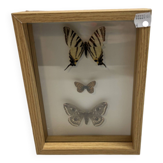 Naturalized butterflies frame