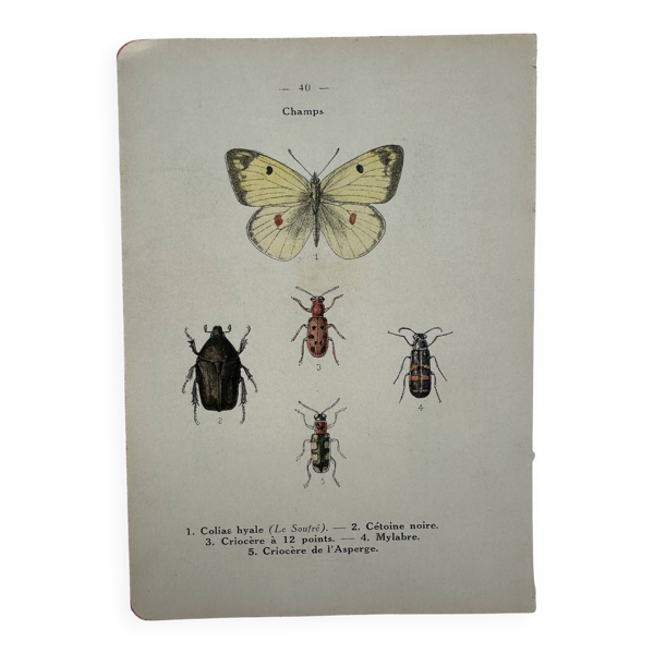 Gravure insectes vintage planche botanique naturaliste