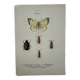 Vintage insect engravings botanical naturalist plate