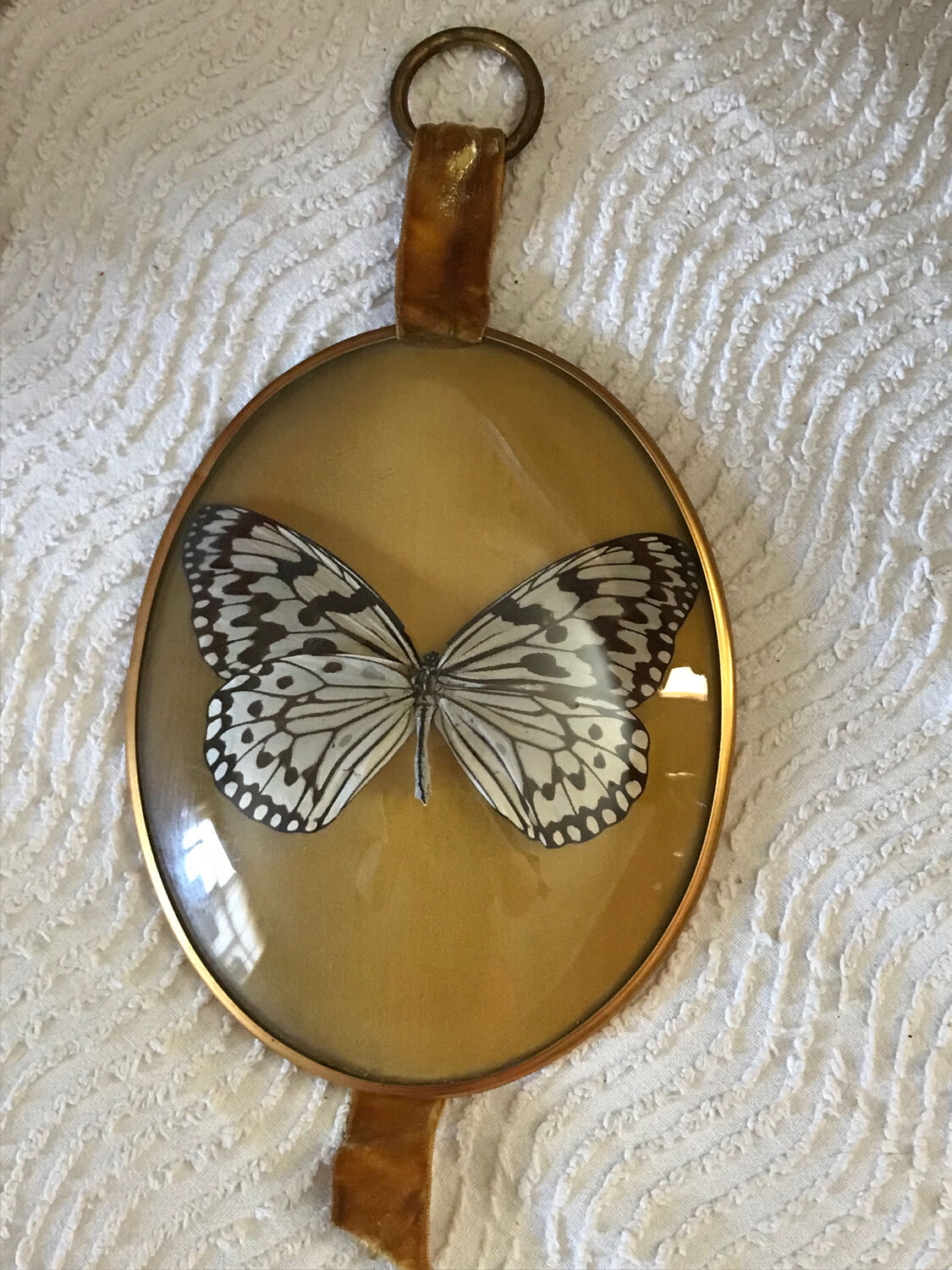 Taxidermie papillon Ulysse ou Empereur bleu sous verre - Boutique