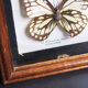 Boite de 6 papillons
