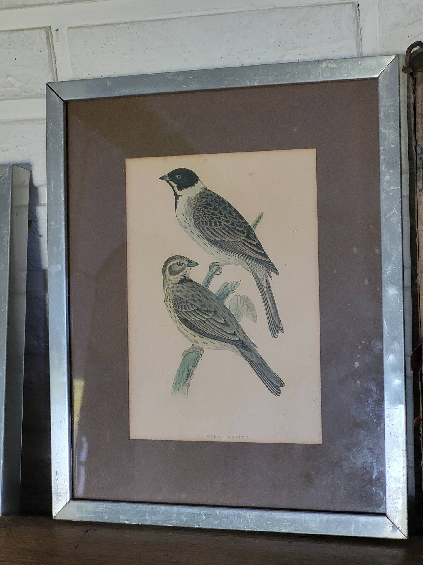 Bitterness birds