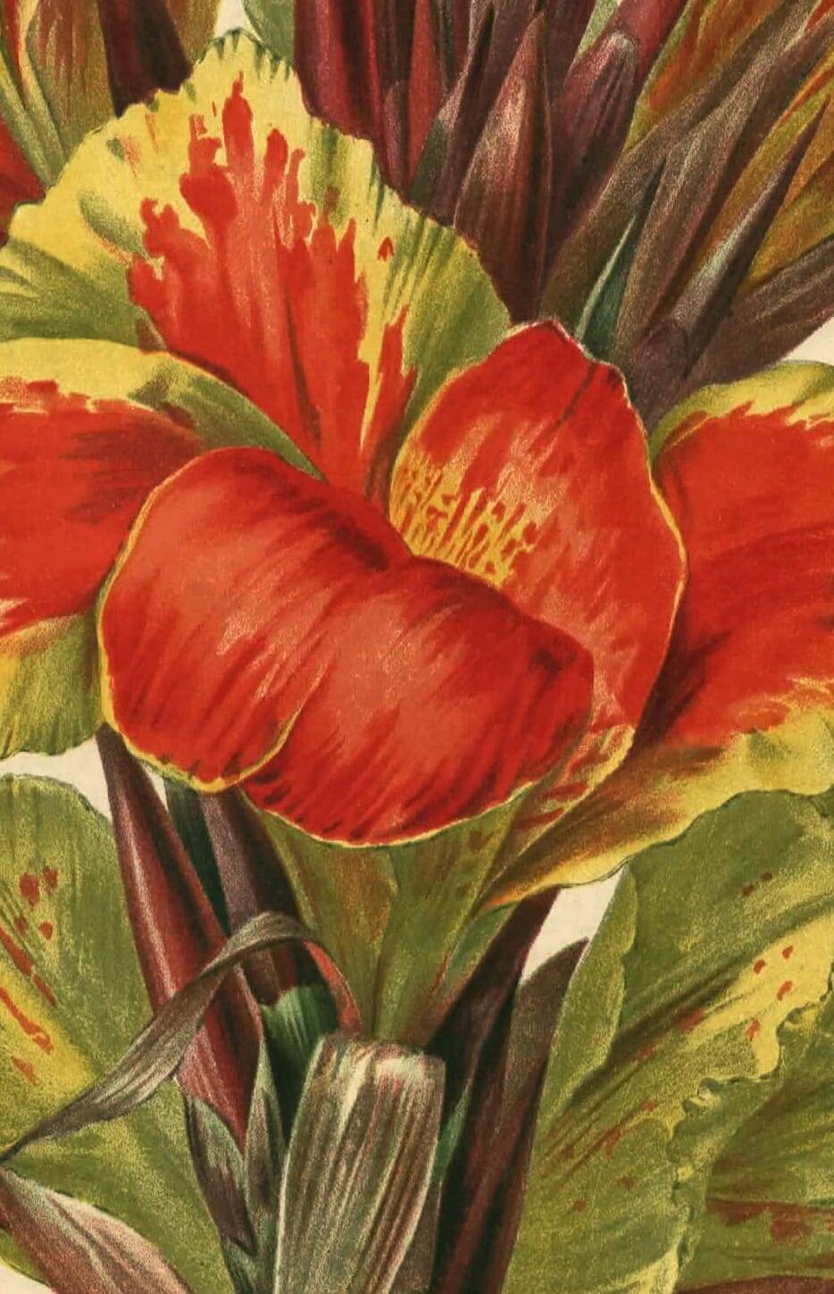 Botanical engraving from 1896 by Descamps-Sabouret • Canna Italia • Old lithograph