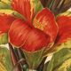 Botanical engraving from 1896 by Descamps-Sabouret • Canna Italia • Old lithograph