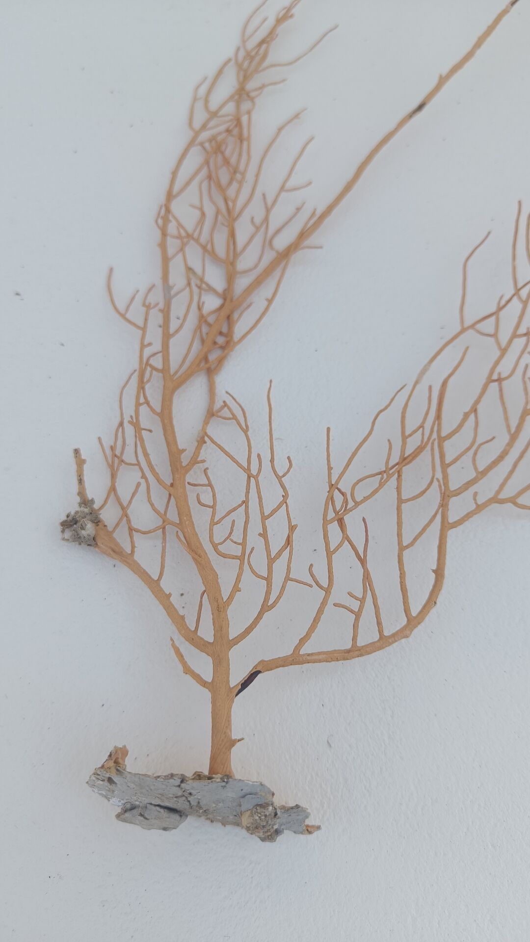 Gorgonian coral