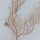 Gorgonian coral