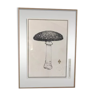 Illustration "amanita kills flies" limited series