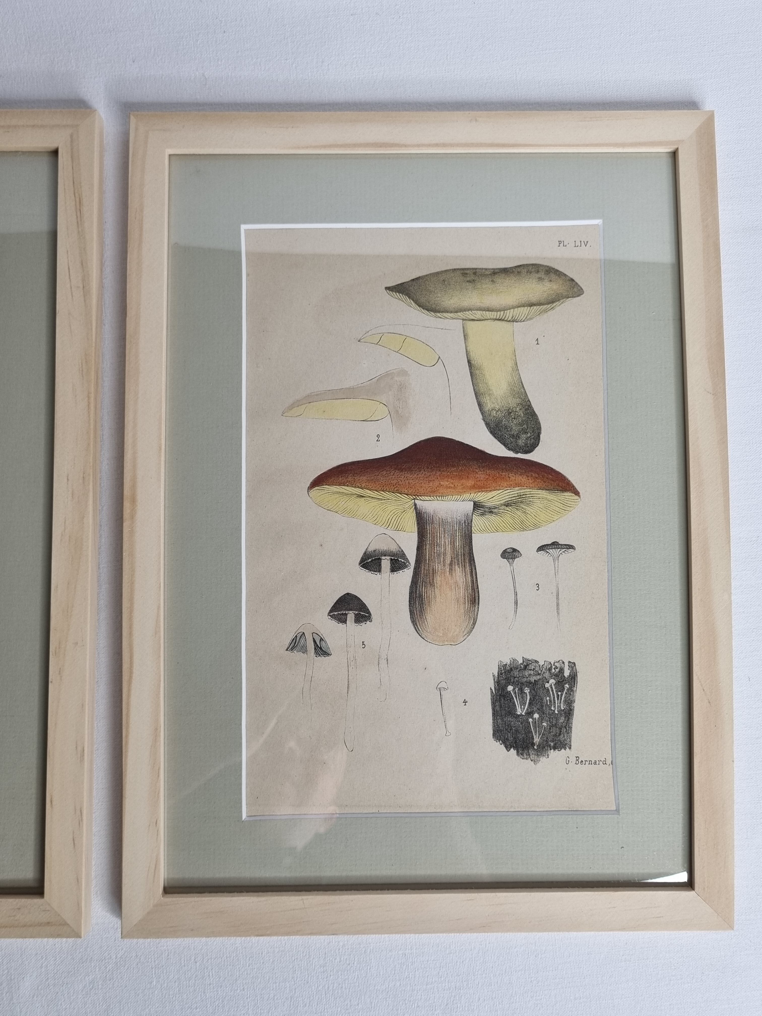 Two old engravings of watercolor mushrooms nineteenth century after G. Bernard