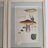 Deux anciennes gravures de champignons aquarellées XIXème siècle d'après G. Bernard