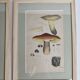 Two old engravings of watercolor mushrooms nineteenth century after G. Bernard