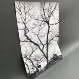 Silver gelatin photograph by Bernard Darot, Shrubs by the Water, 20th century