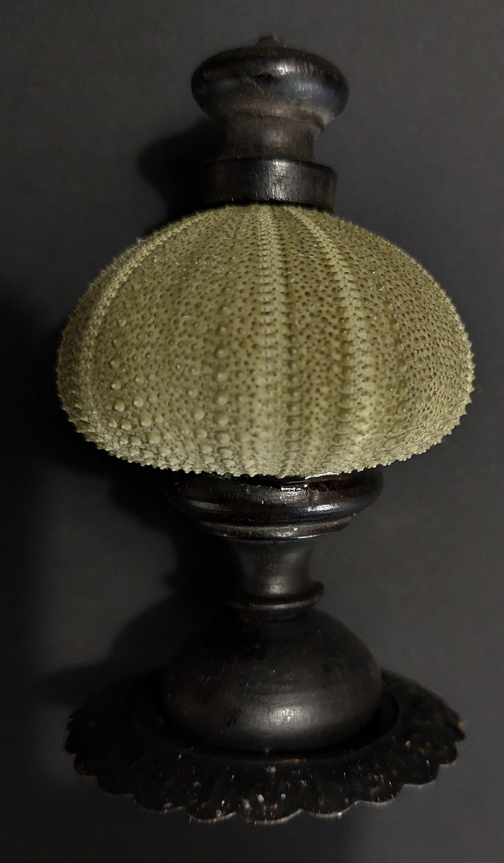 Cabinet de Curiosités oursin vert psammechinus miliaris sur socle