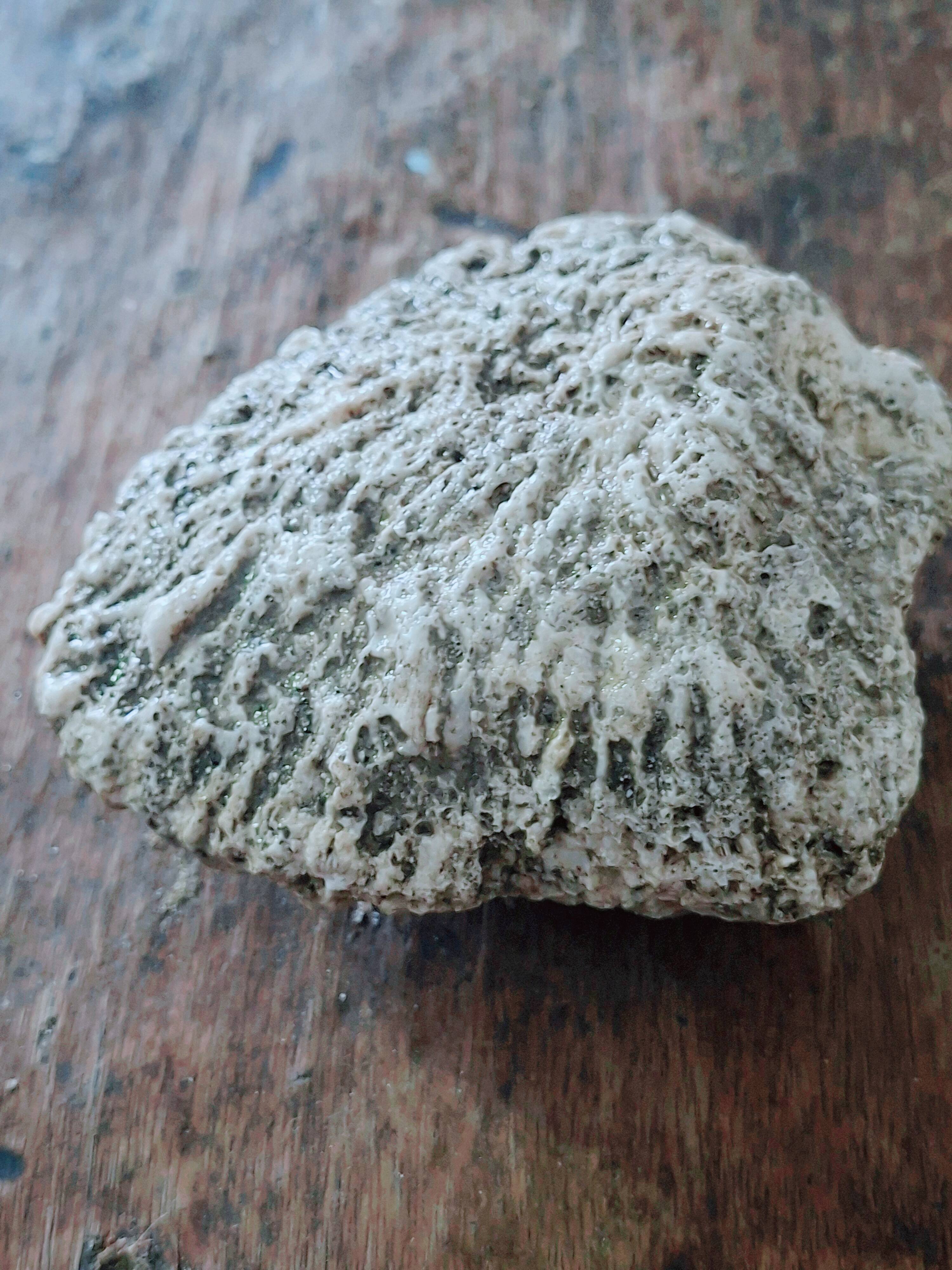 Corail cerveau