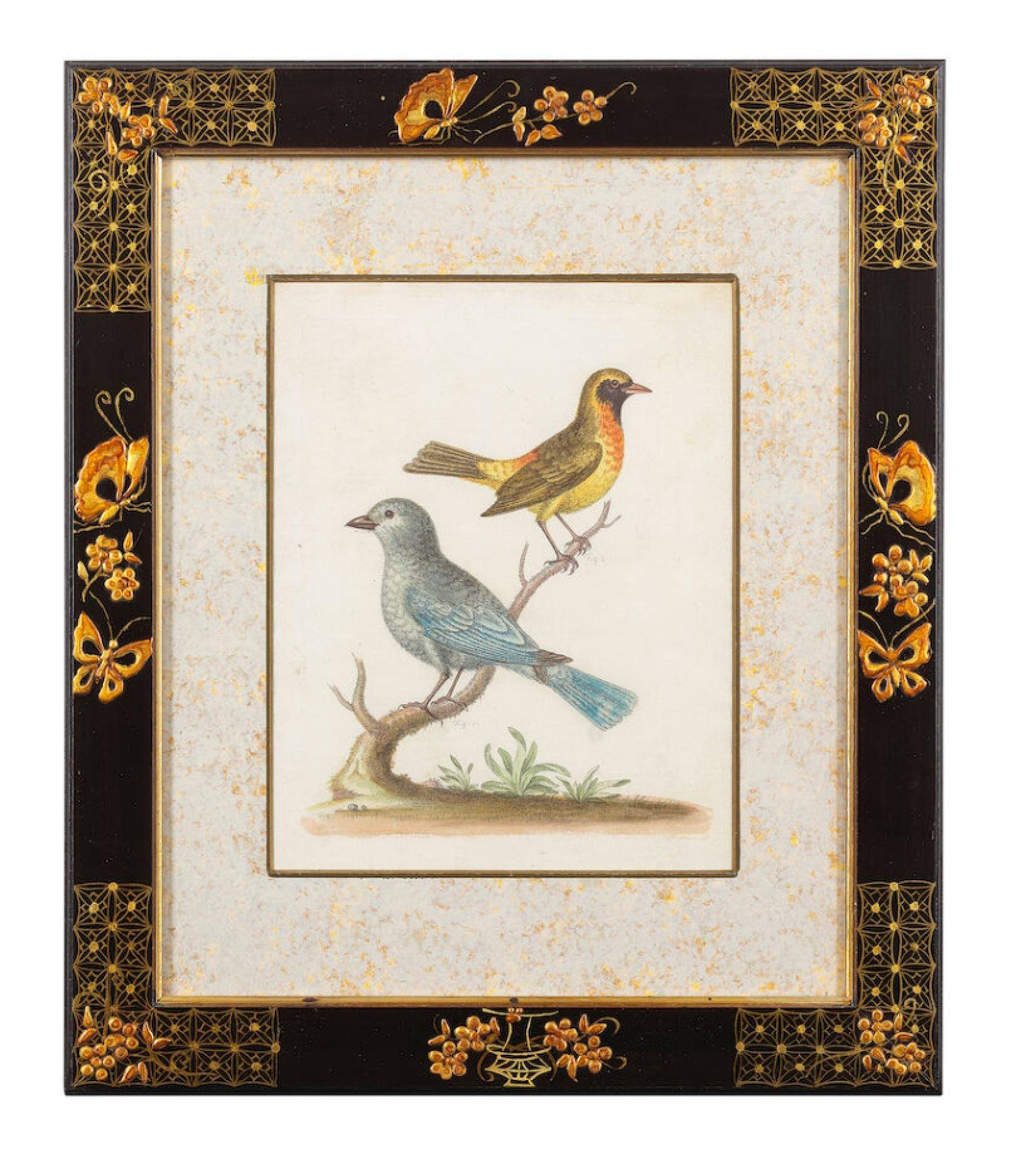 12 hand-coloured ornithological engravings from 1740 by George Edwards.