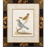 12 hand-coloured ornithological engravings from 1740 by George Edwards.