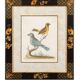 12 hand-coloured ornithological engravings from 1740 by George Edwards.