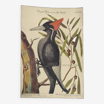 Old bird board - White-billed woodpecker - Zoological illustration by Seligmann and Catesby
