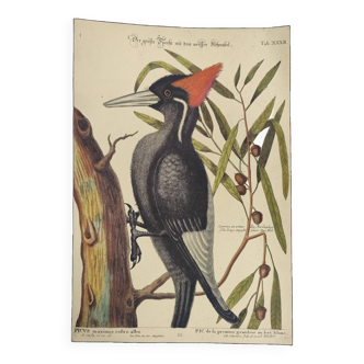 Old bird board - White-billed woodpecker - Zoological illustration by Seligmann and Catesby