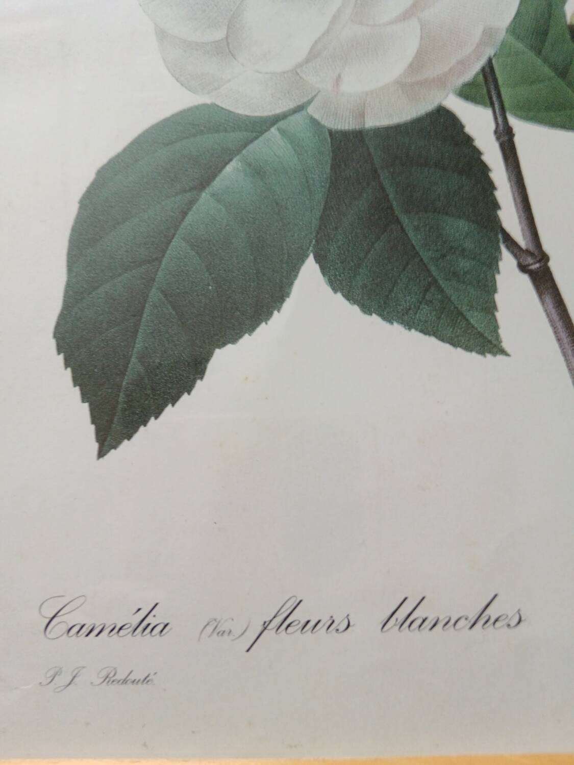 Vintage botanical illustration reboute.