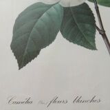 Vintage botanical illustration reboute.