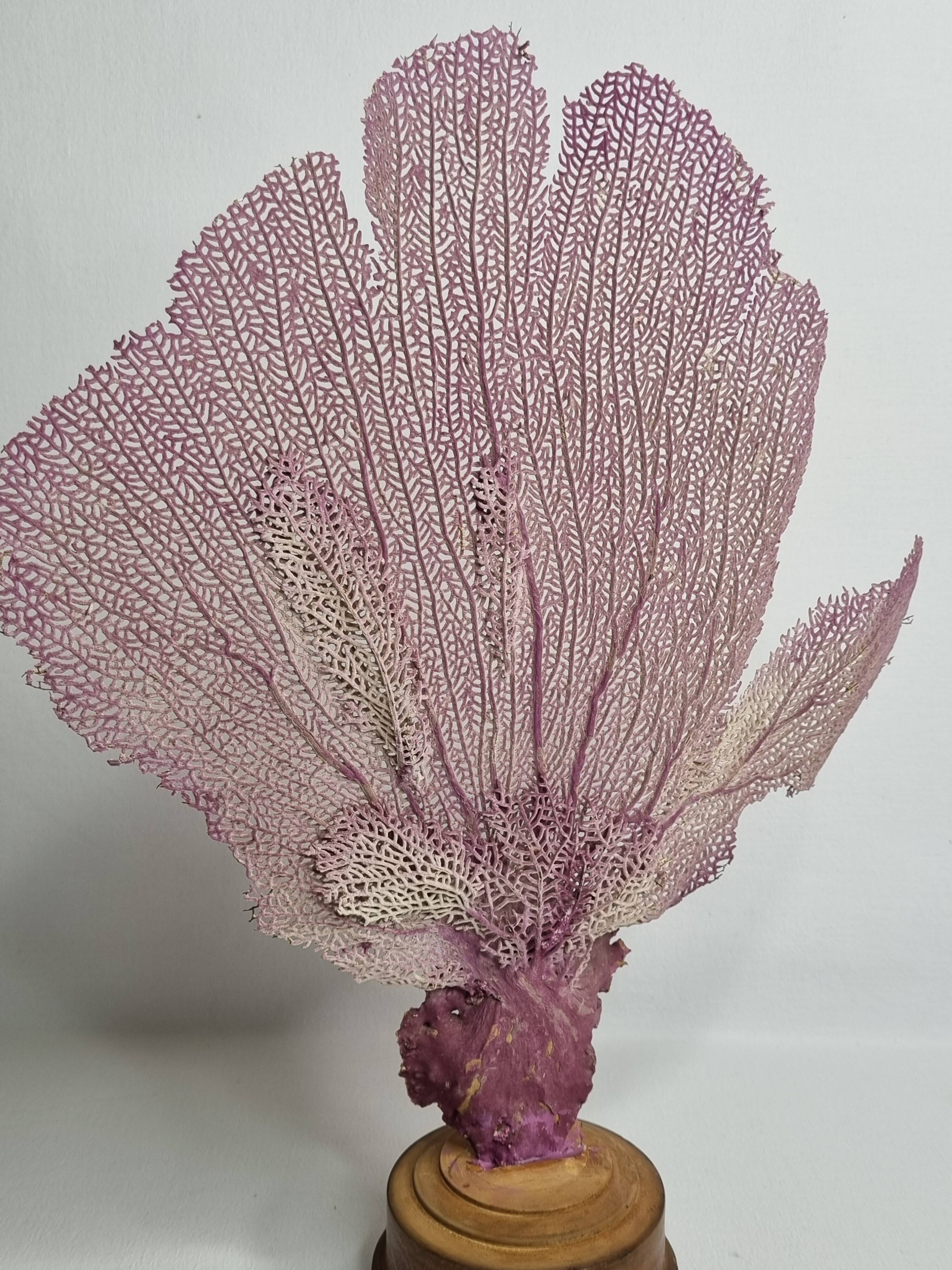 Antique Gorgonian coral, Venus fan, on solid wood base, 37 cm