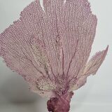 Antique gorgonian coral, Venus fan, on solid wood base, 37 cm