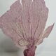 Antique Gorgonian coral, Venus fan, on solid wood base, 37 cm