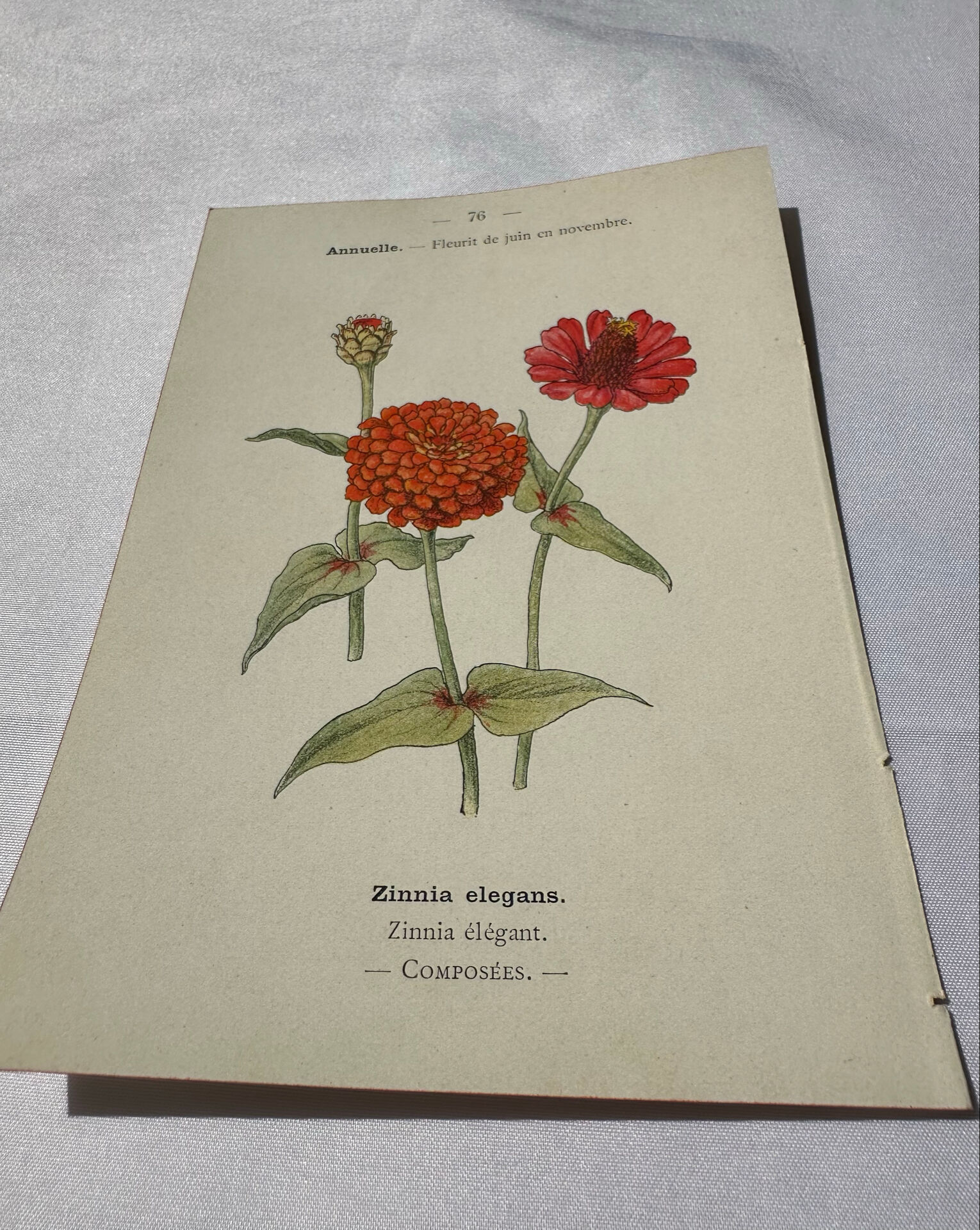 Planche Botanique Gravure naturaliste ancienne 19eme recto verso