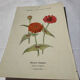 Planche Botanique Gravure naturaliste ancienne 19eme recto verso