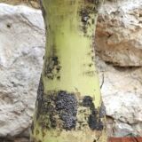 Ceramic vase