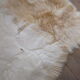 Animal skin