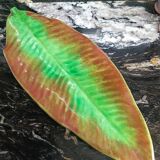 Banana leaf serving dish