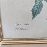 Lithograph PJ Redouté