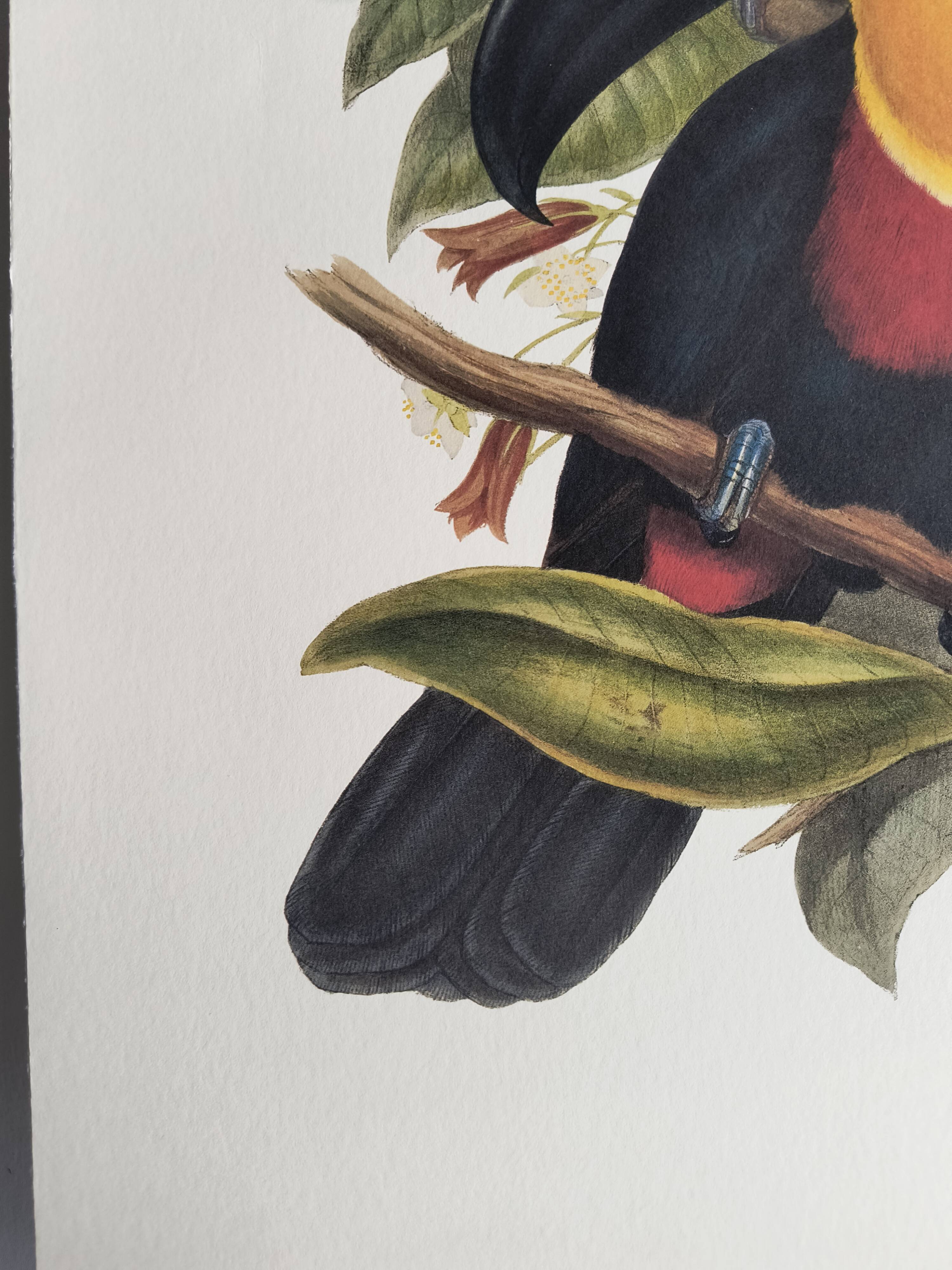 Vintage illustration - Ariel the Toucan - by J. Gould - Nature bird print
