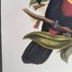 Vintage illustration - Ariel the Toucan - by J. Gould - Nature bird print