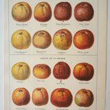 Gravure ancienne 1922, Pomme a cidre, variété, fruit • Lithographie, illustration originale