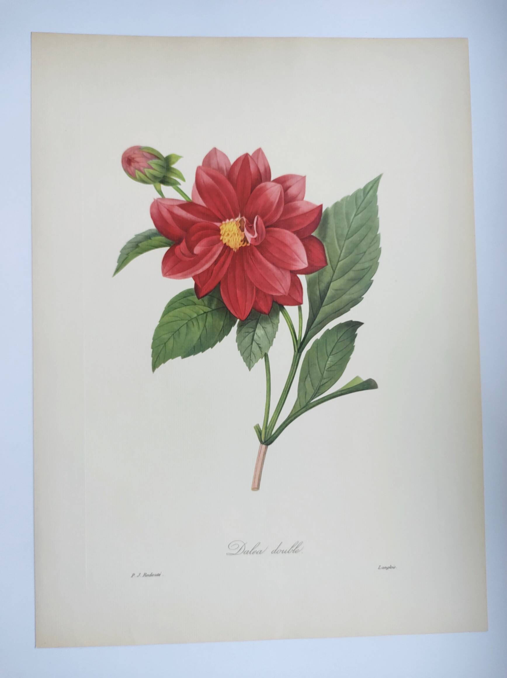 Vintage antique botanical -1955- Dalea double- engraving by PJ. Redouté