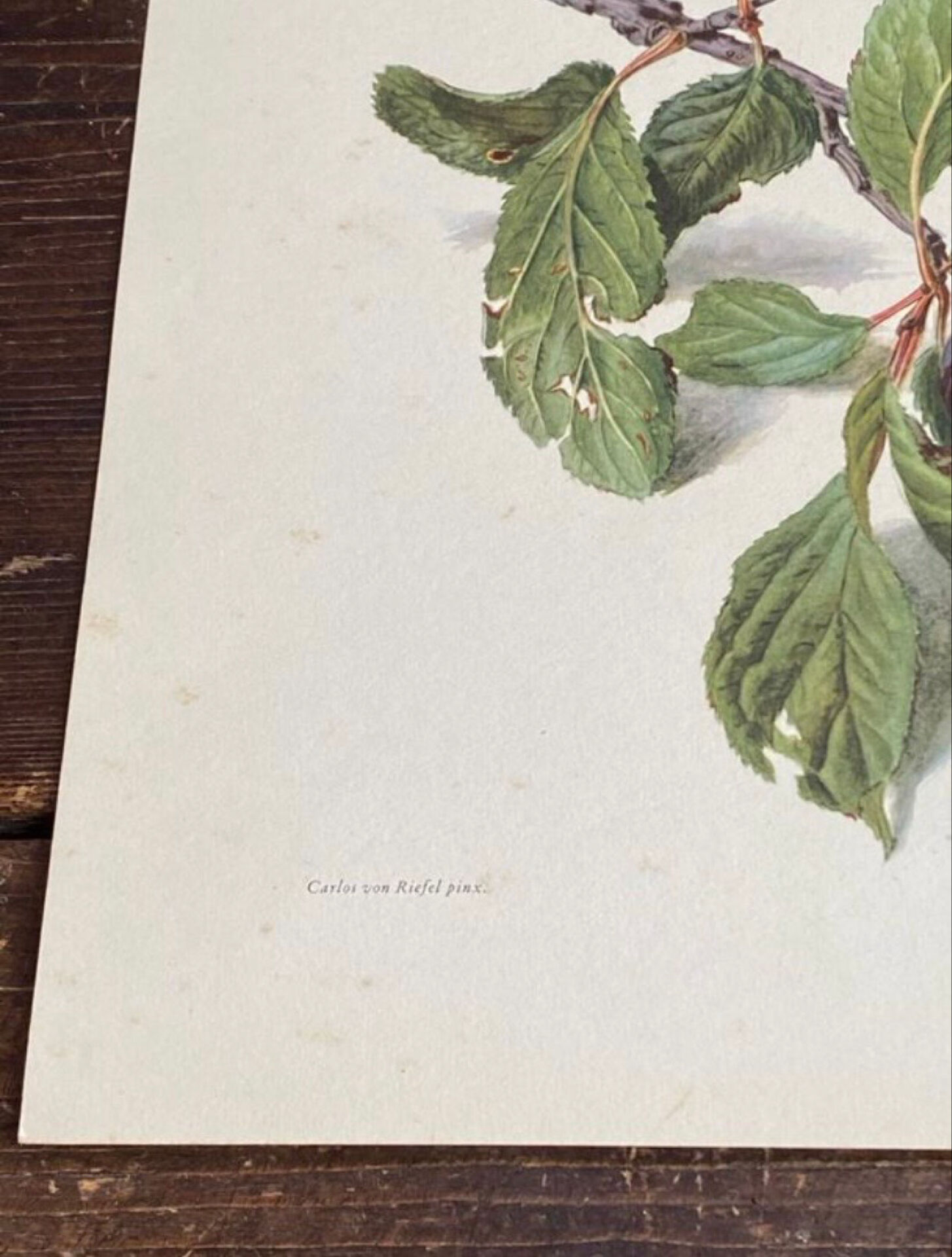 Botanical poster, Prunus Domestica, framed in glass wood.