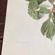 Botanical poster, Prunus Domestica, framed in glass wood.