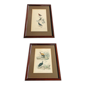 Lot of 2 animal engravings 19th century illustration travies art framing cabinet of curiosity