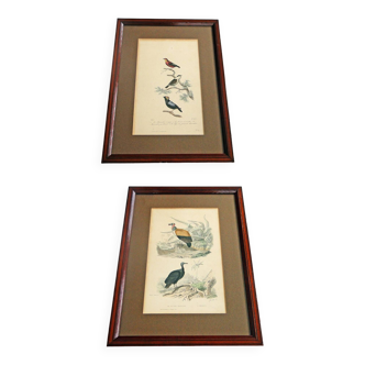 Lot of 2 animal engravings 19th century illustration travies art framing cabinet of curiosity