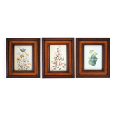 3 botanical lithographs with vintage frames