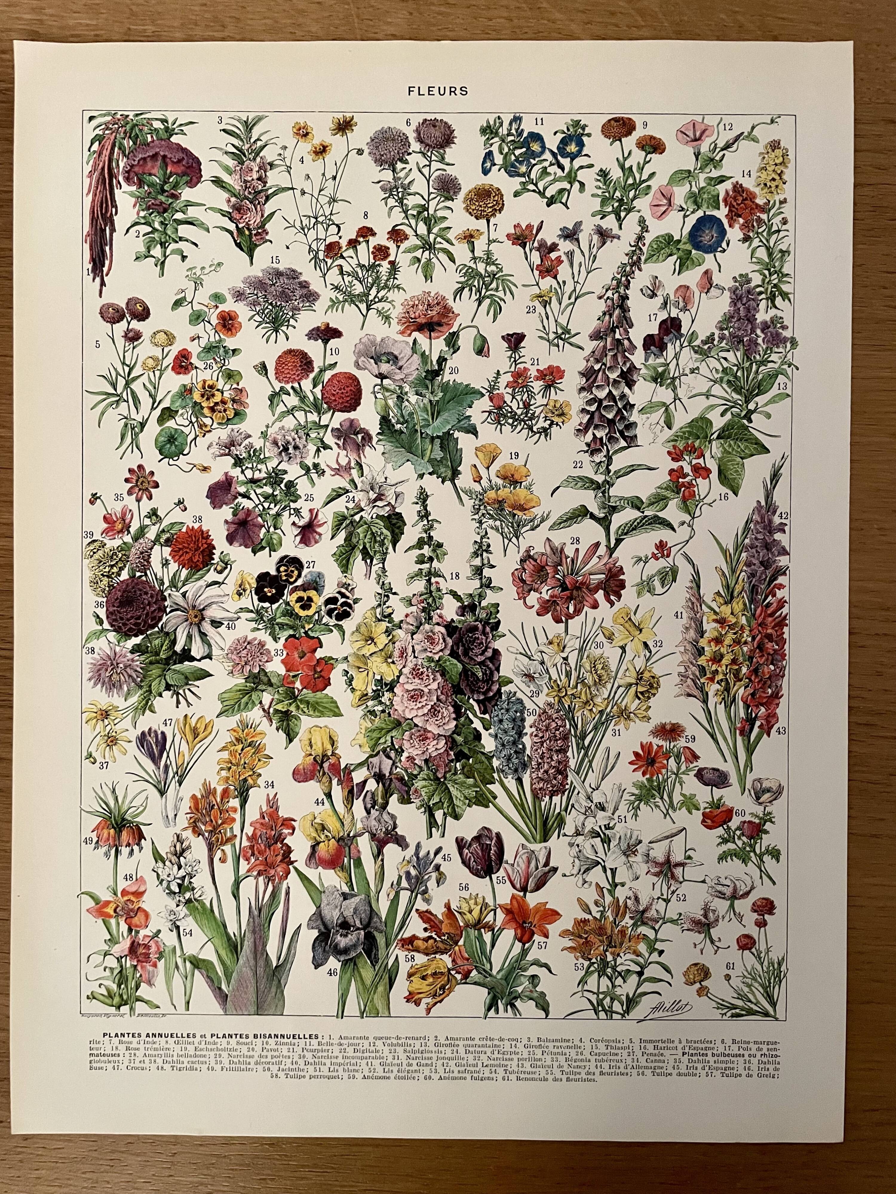 Lithograph on flowers from 1928, annuals and biennials plants