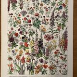 Lithograph on flowers from 1928, annuals and biennials plants