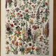 Lithograph on flowers from 1928, annuals and biennials plants